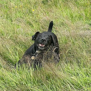 Dodside Dogruns