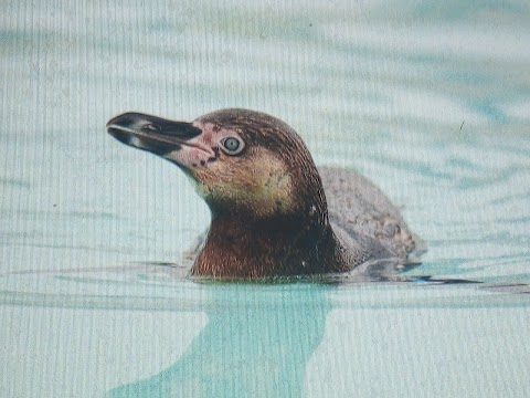 Penguin Feeding