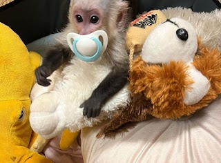 Lynn Capuchin Monkeys Home