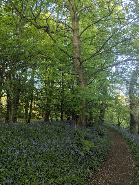 Beeslack Wood