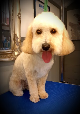 Doggie Style Grooming Studio