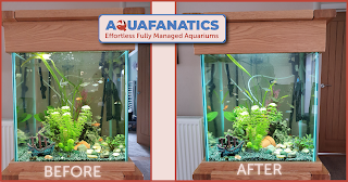 AquaFanatics - The Aquarium and Pond Specialists