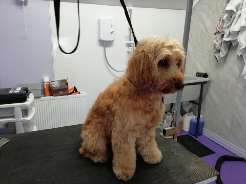 Cottage Dog Grooming