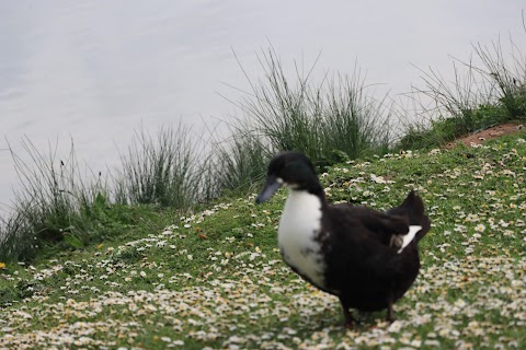 Astbury Mere Country Park