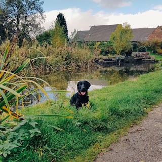 Treacle Town Hounds