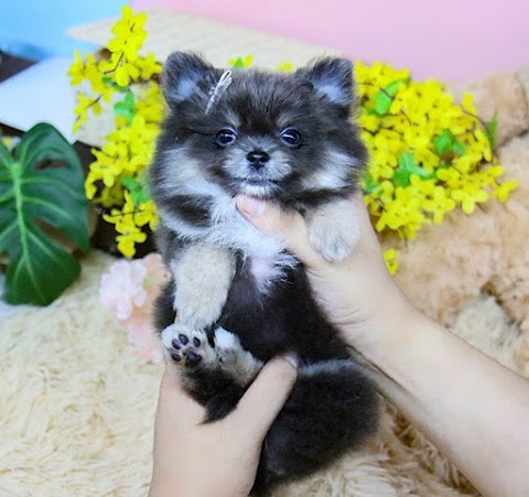 UK Teacup puppy shop