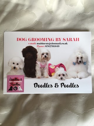 Sarah @ Doodles and poodles dog grooming