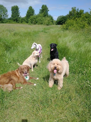 Chris Lowe Dog Walking