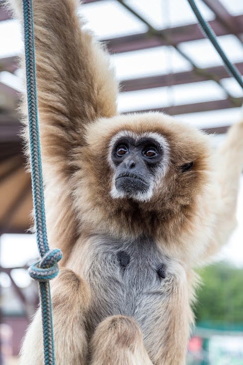 Monkey Haven - Primate Rescue Centre