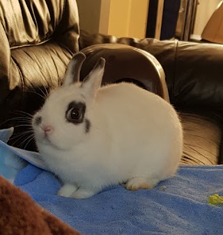 Bebington Boarding for Rabbits and Guinea Pigs