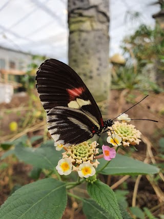 Stratford Butterfly Farm