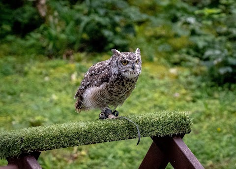 Loch Lomond Bird of Prey Centre