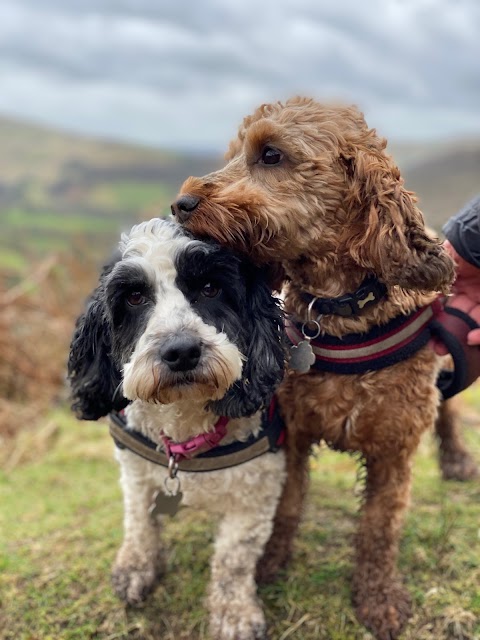 Dolly Lane Dog Boarding and Daycare