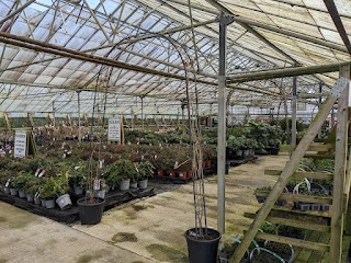 Plants Galore