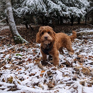 Kirsty's Dog Walking East Molesey