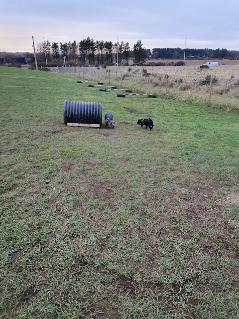 Run Free Dog Fields - Bridge of Don