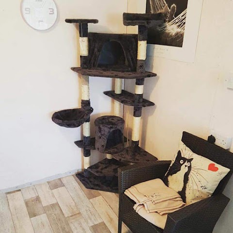 Tinkerbells Cattery Newtownabbey