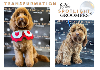 The Spotlight Groomers - Expert Dog Groomers