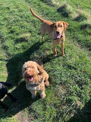 Henry's Dog Walking