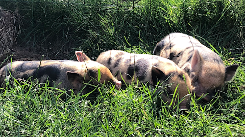 #pigzoo Petpiggies Mini Pig Encounters