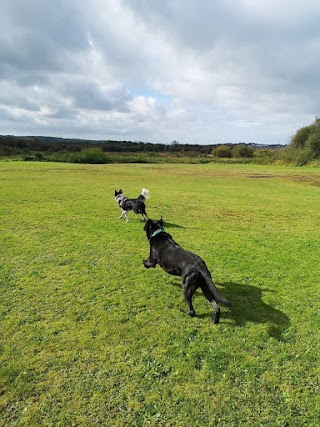 Happy Hounds Dog Walking