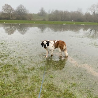 Muddy Paws Dog Walking Services