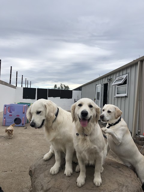 Mearns Canine Lodge