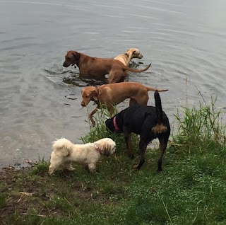 Muddy Paws And Waggy Tails