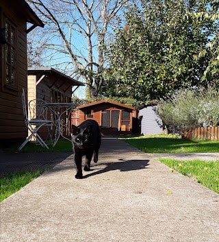 Spondon Village Cattery