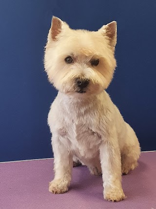 Dapper Dog Grooming Salon in Cannock