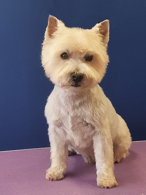 Dapper Dog Grooming Salon in Cannock