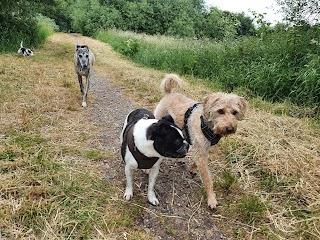 Wirral coastal dog walking service