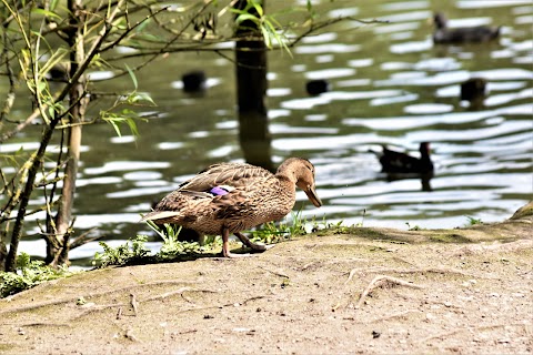 Shipley Country Park