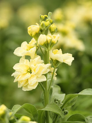 Cornish Blooms Flowers by Post