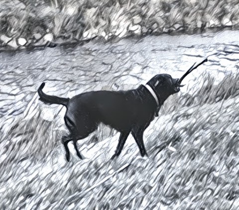 River Dog Walking