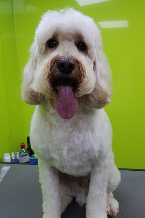 Golden Paws Grooming Ltd