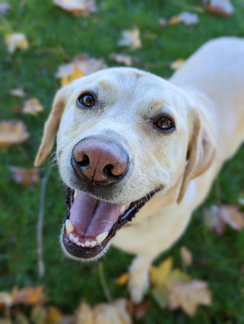 Barker Street Pet Services