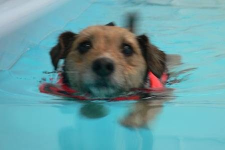 Hydrotherapy - Four Paws, The Wickham Canine Rehabilitation Centre