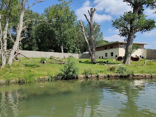 Gorilla Enclosure