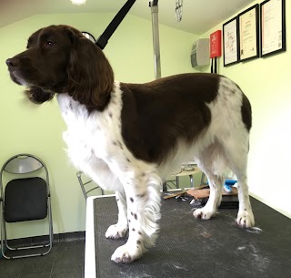 WAG's Mucky Pups: Dog boarding and grooming