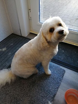 Almond Dog Grooming