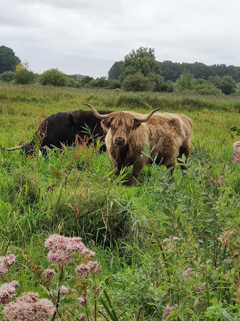 RSPB Surlingham Church Marsh