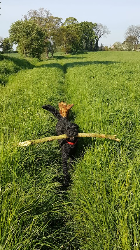 Tarporley Dog Walking