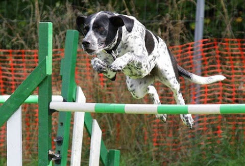 Staffs Agility School