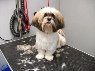 Posh Pooches Dog Grooming