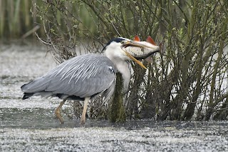 Astley Lake