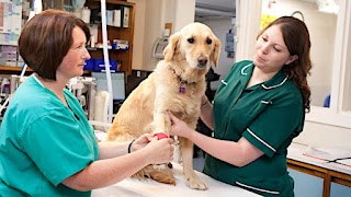 Seadown Veterinary Group