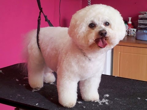 Catwalkdogs Dog Grooming Lounge