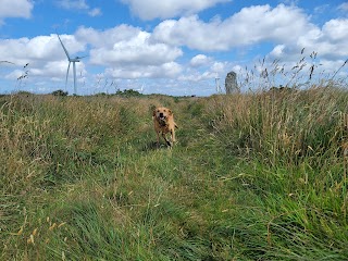 Waggers Pack - Dog Walkers