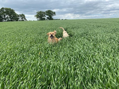 Fur Crate Escapes Dog Walking